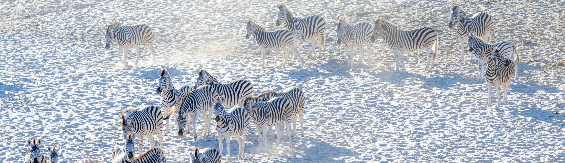 Rondreis Botswana, Nata, Zebra's op wit zand Banner