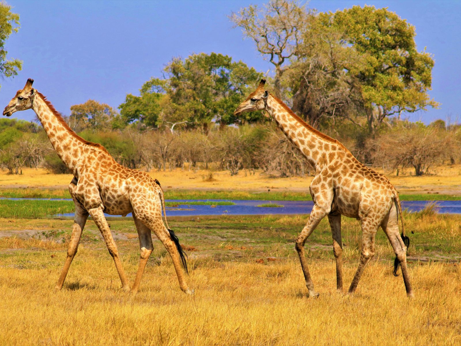 Rondreis Botswana, Okavango Delta, giraffen in het landschap