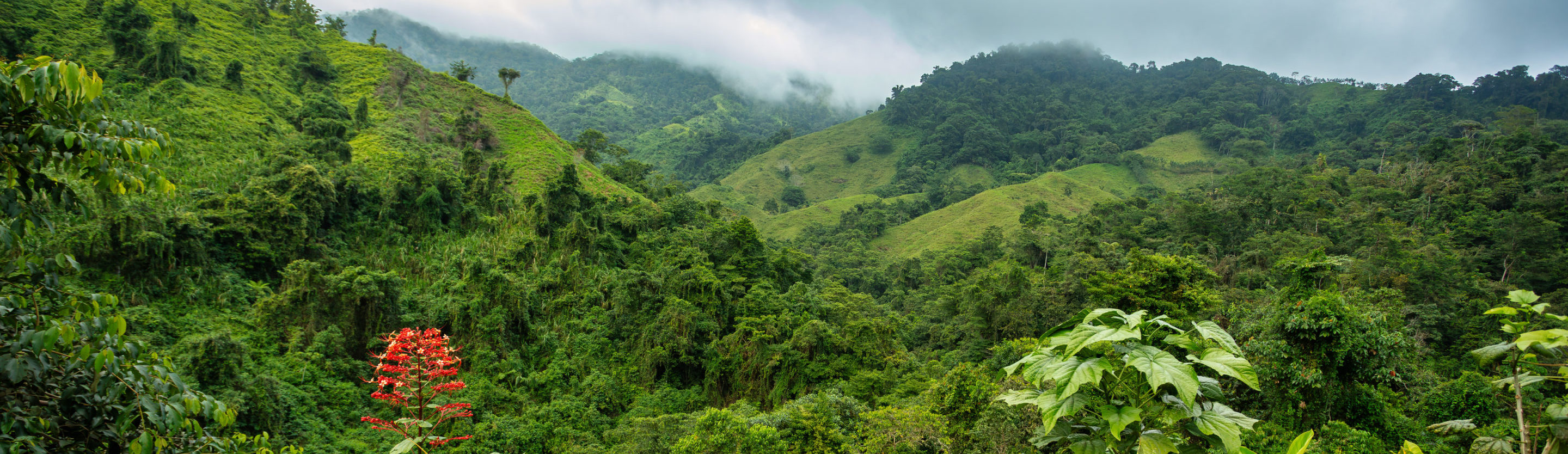 Rondreis Colombia, Ciudad Perdida, jungle, banner