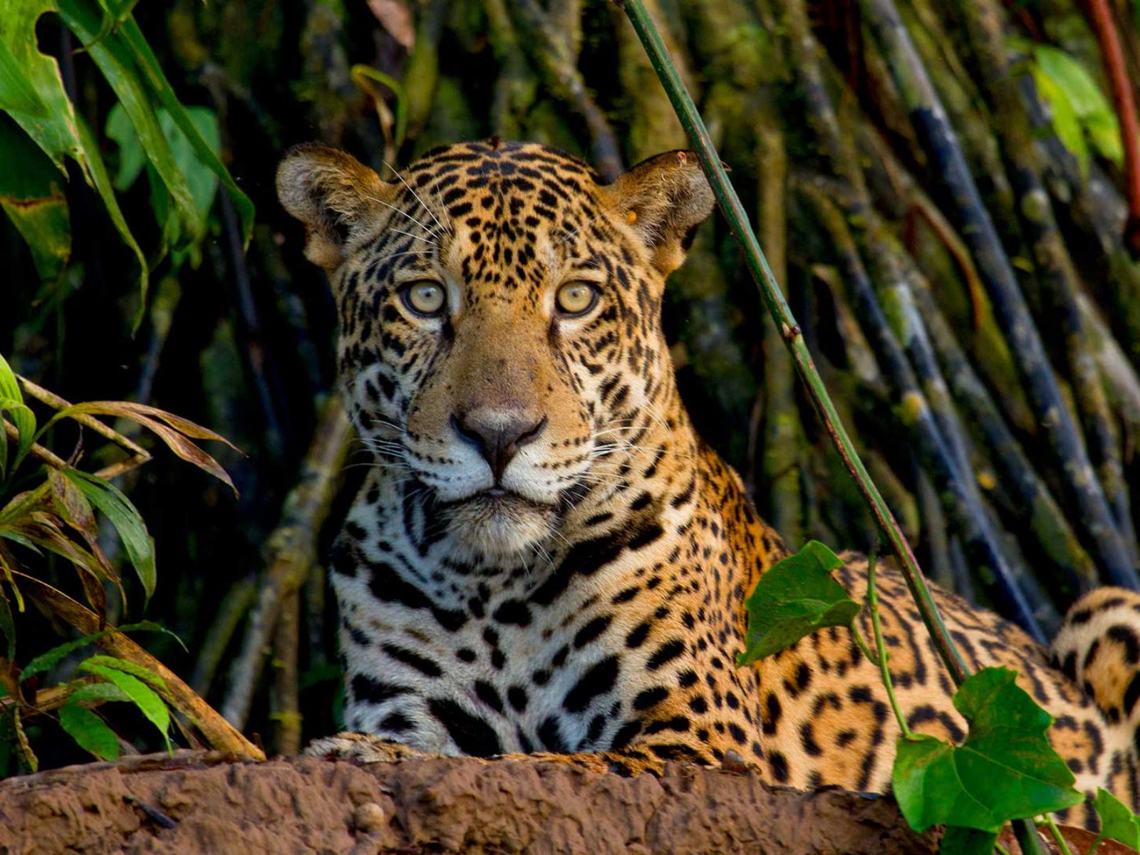 Rondreis Costa Rica, Cahuita NP, Jaguar