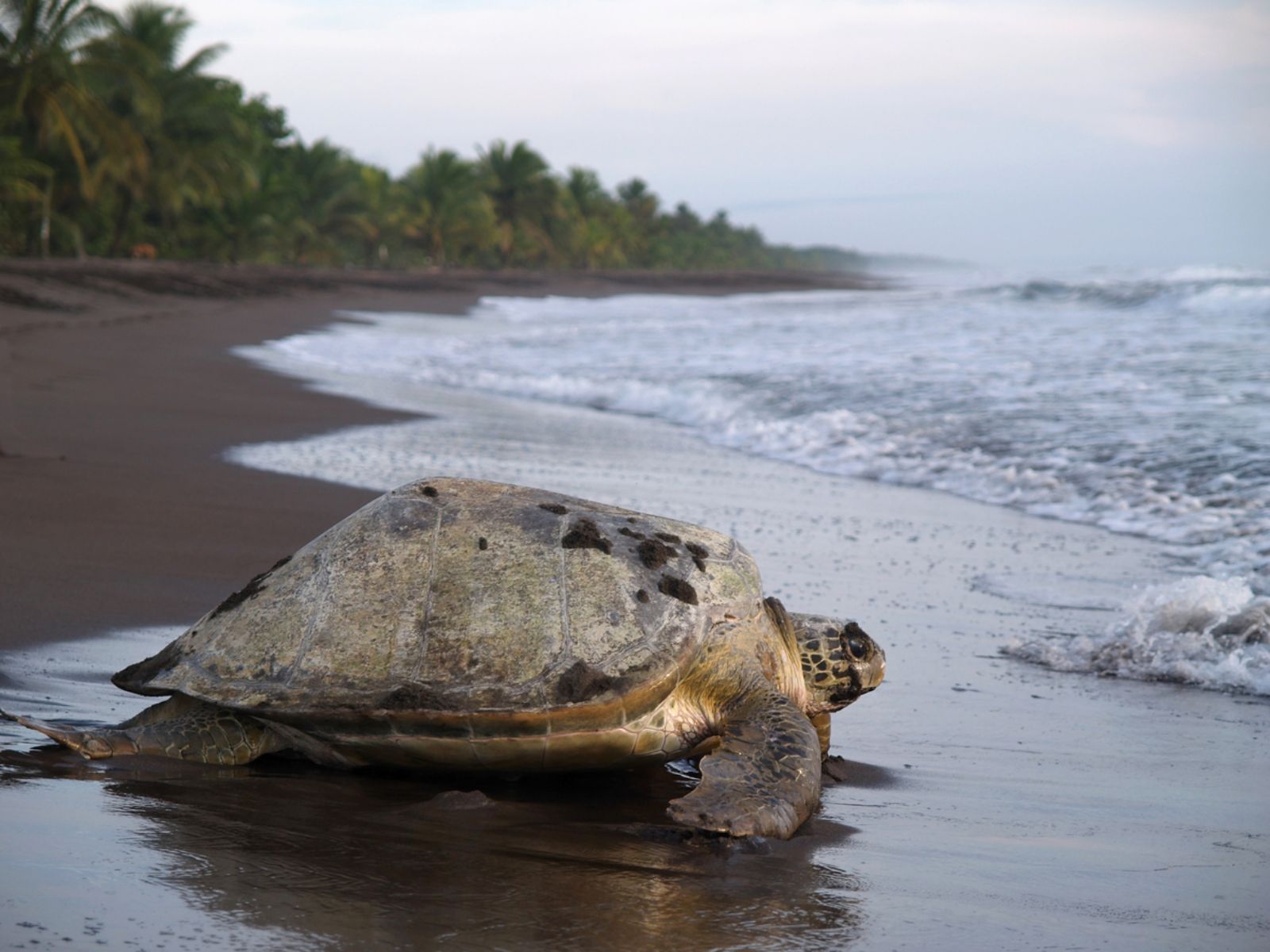 Rondreis Costa Rica, Tortuguero National Park, schildpad op het strand