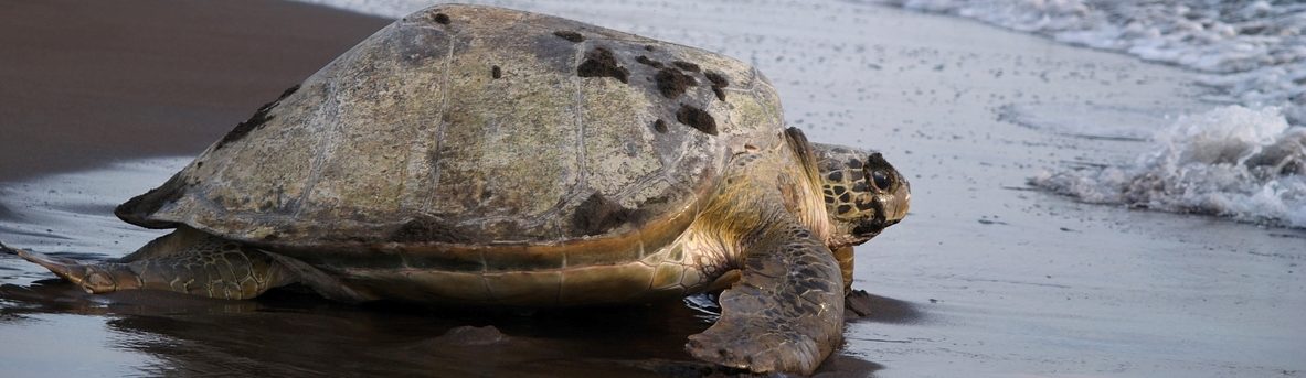 Rondreis Costa Rica, Tortuguero National Park, schildpad op het strand, banner