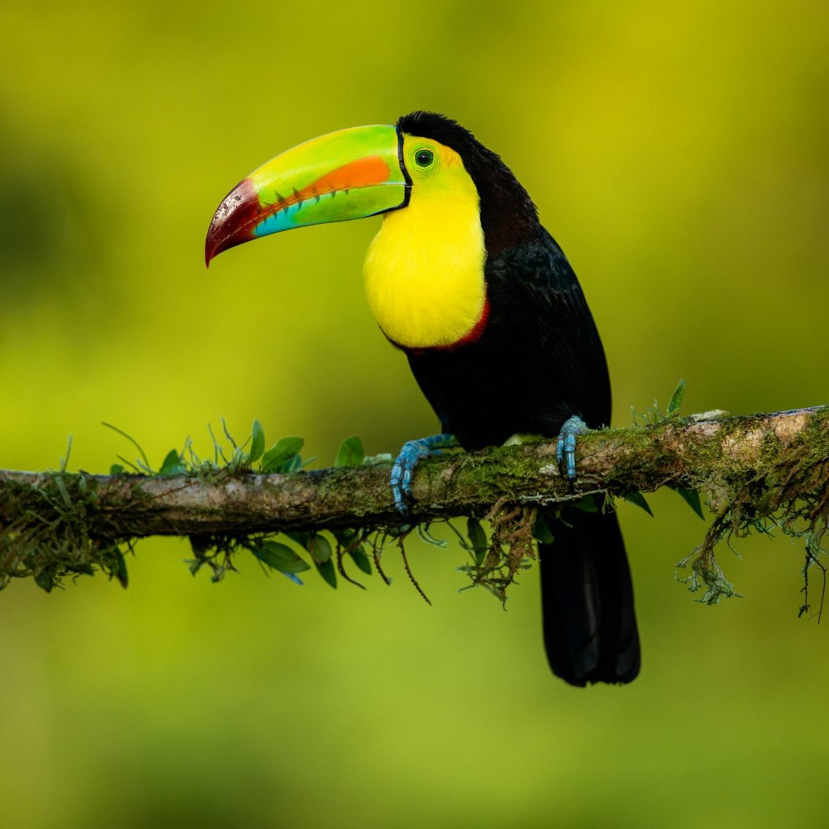 Rondreis-Costa-Rica-Tucan