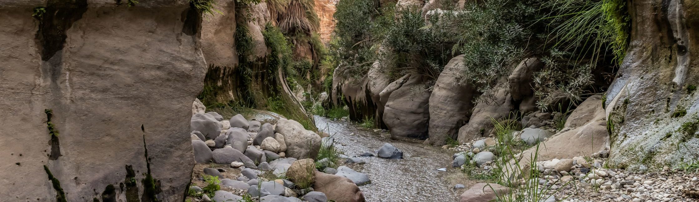Rondreis Jordanië, Wadi Ghuweir, met plantengroei
