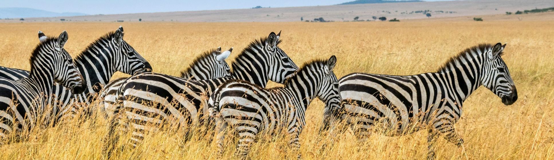 Rondreis Kenia Masai Mara National Reserve Zebras op de savanne