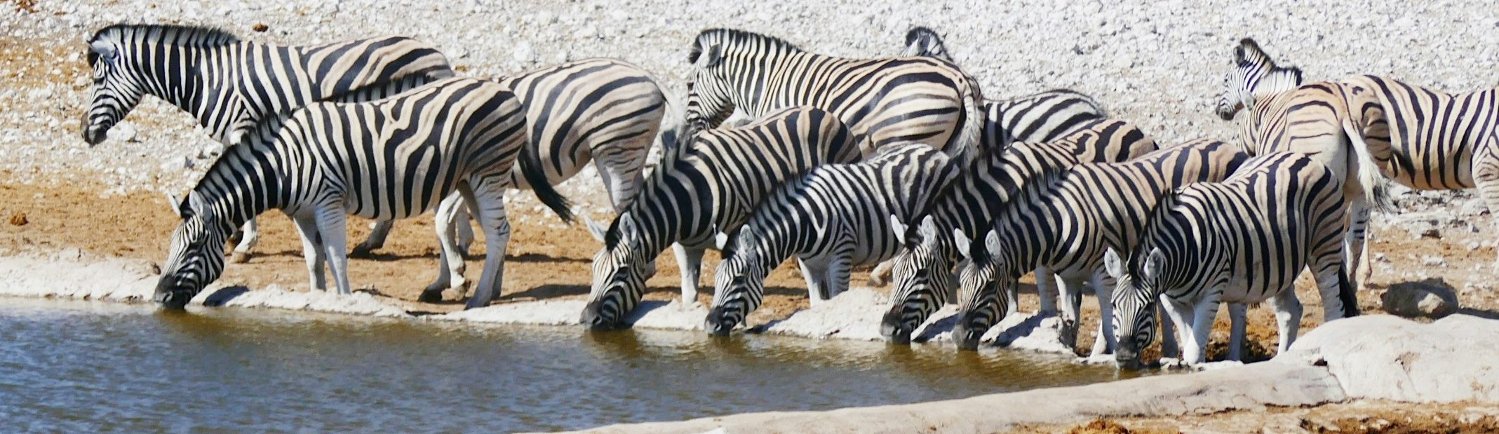 Rondreis Namibië, Etosha National Park zebra's