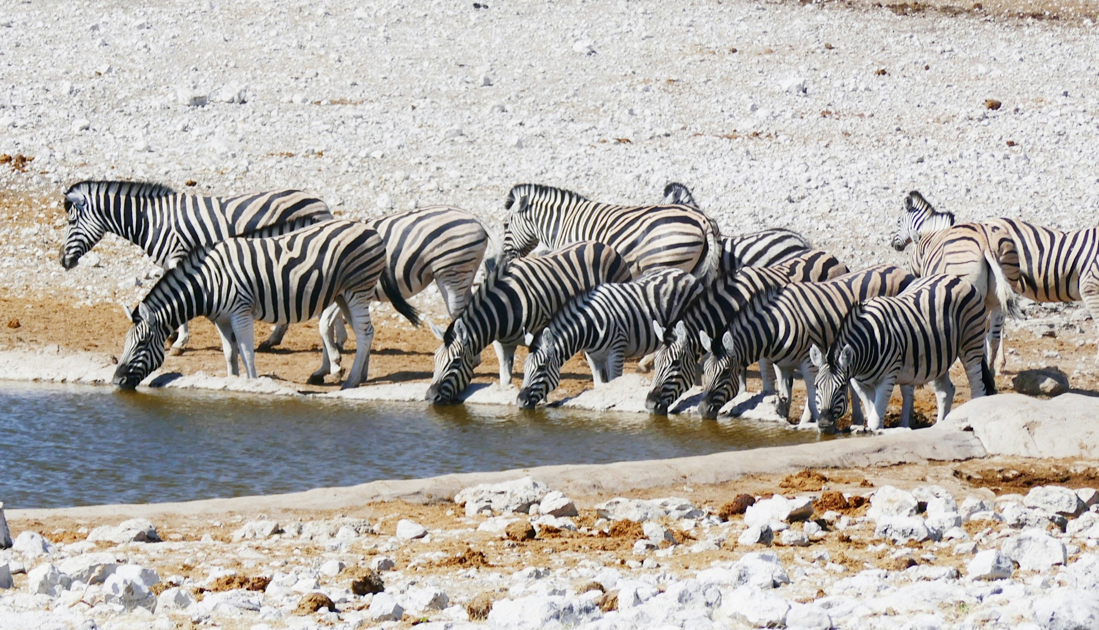 Rondreis Namibië, Etosha National Park zebra's