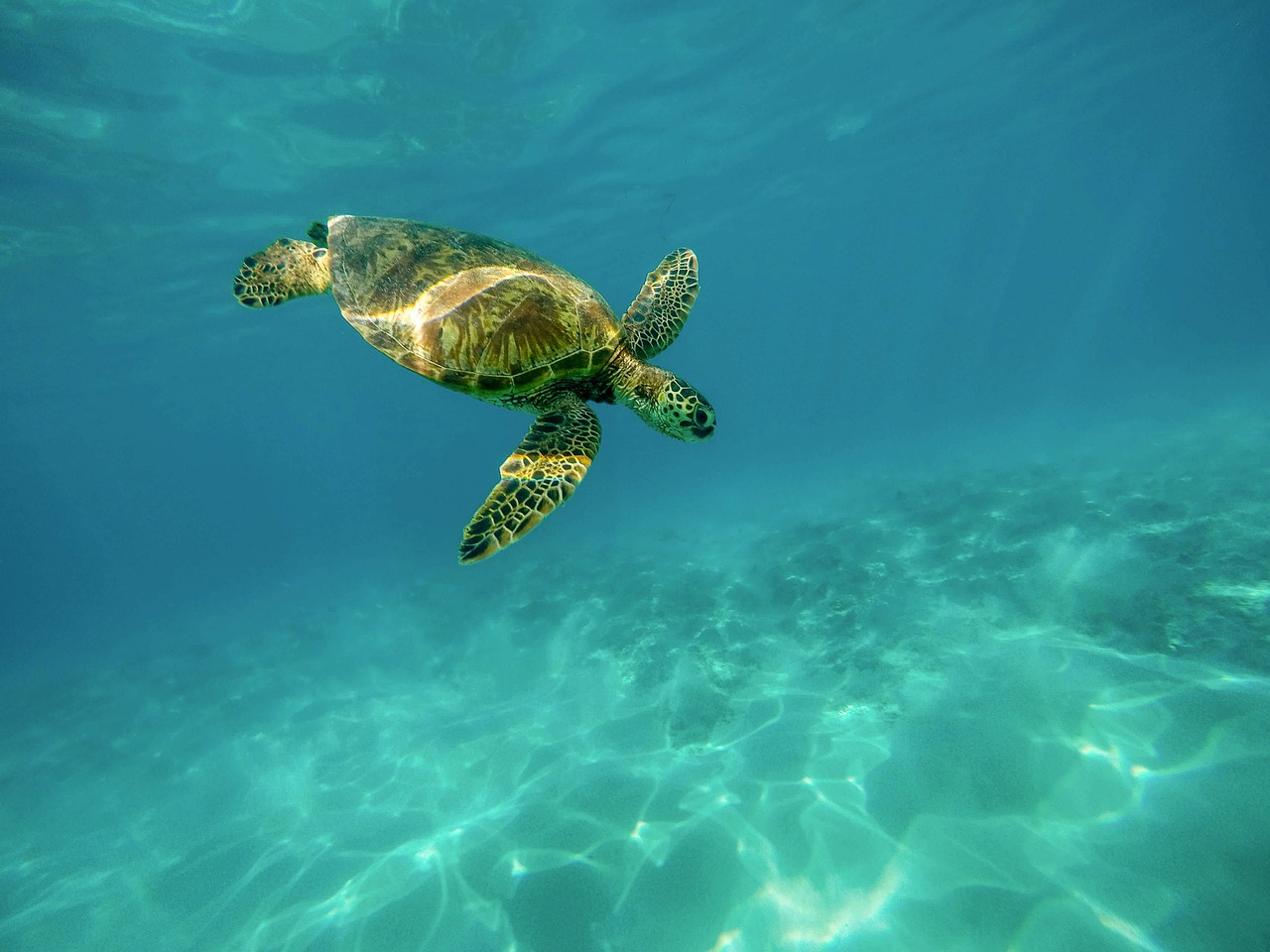 Rondreis Seychellen, schildpad