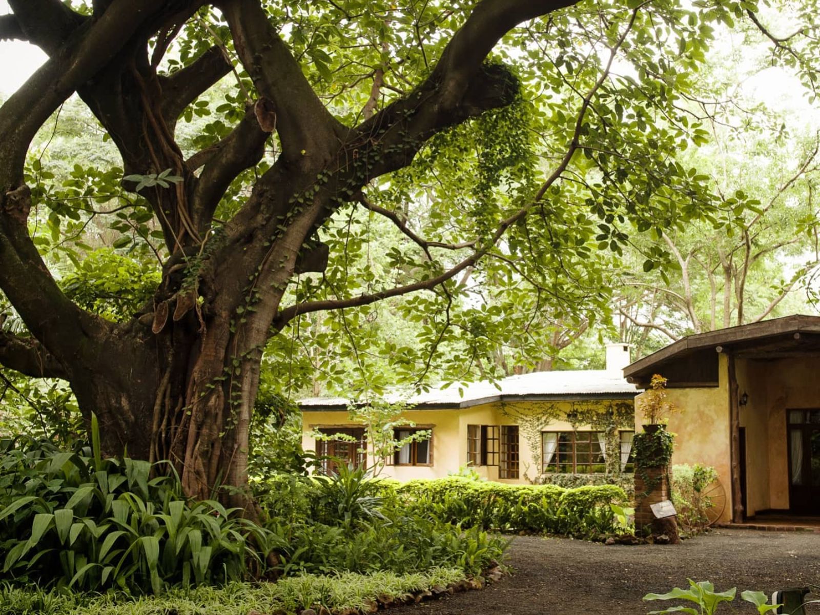 Rondreis Tanzania, Kilimanjaro, Rivertrees Country Inn, buitenaanzicht