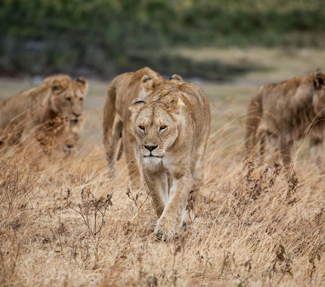 Rondreis-Tanzania-Ngorongoro-Crater-Leeuwinnen-in-het-hoge-gras