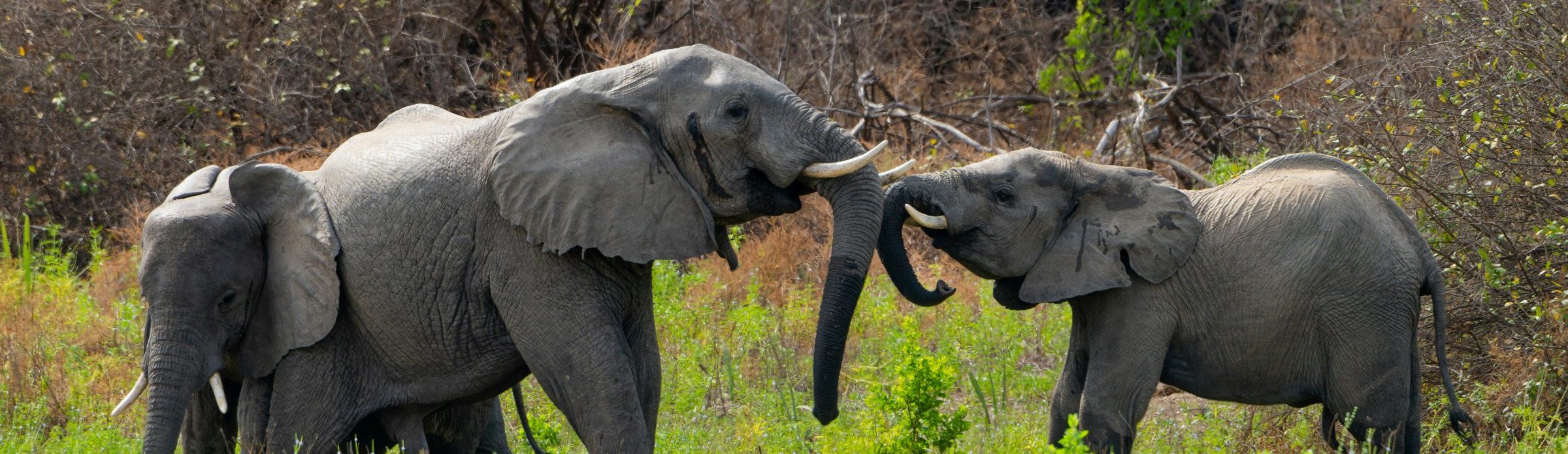 Rondreis Tanzania, Nyerere National Park, olifanten