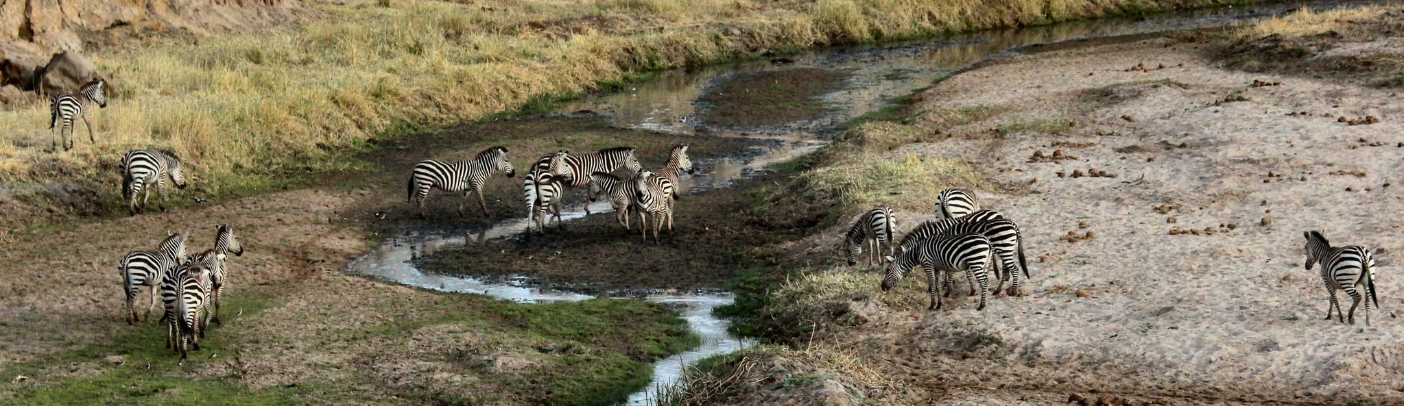 Rondreis Tanzania, Tarangire National Park, Zebra's Banner, Afrika