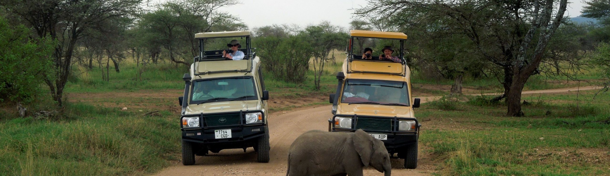 Rondreis Tanzania, safari excursie