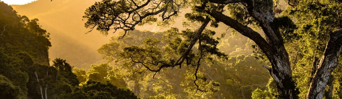 Rondreis Zuid-Afrika, bomen en zonsondergang