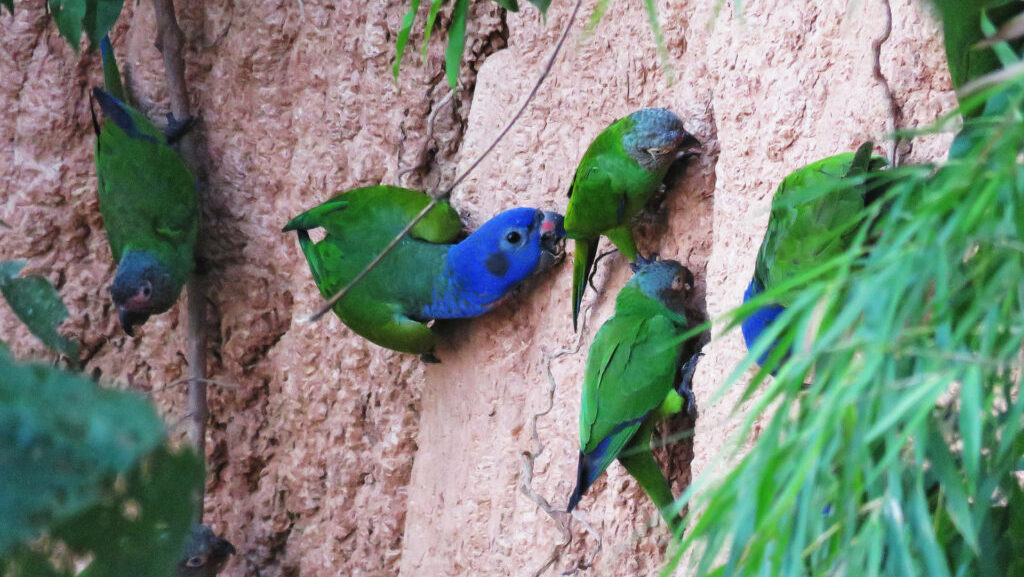 rondreis peru amazone, vogels op de muur