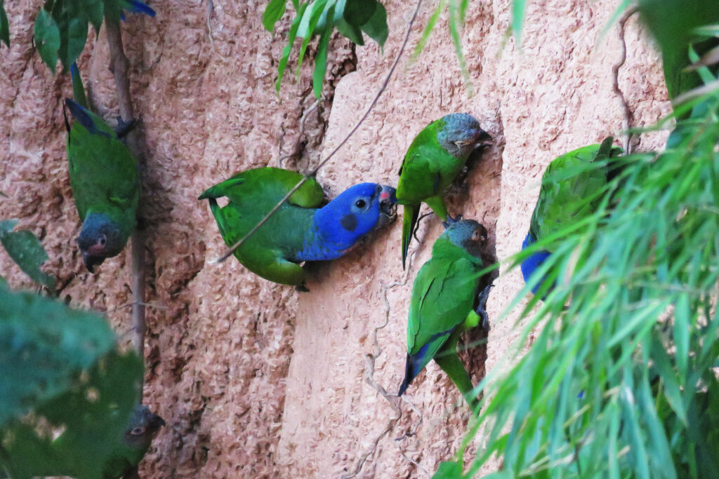 Amazone jungle peru