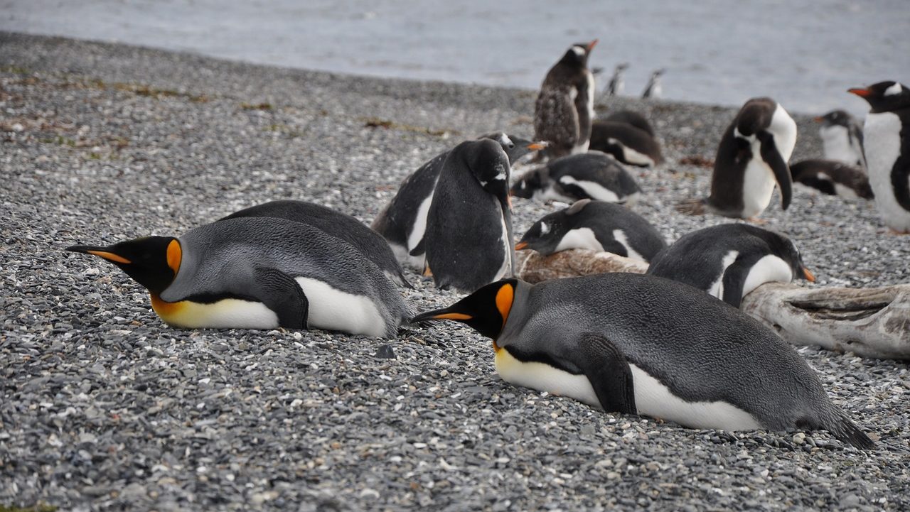 rondreis Argentinië, Ushuaia, Pinguïns
