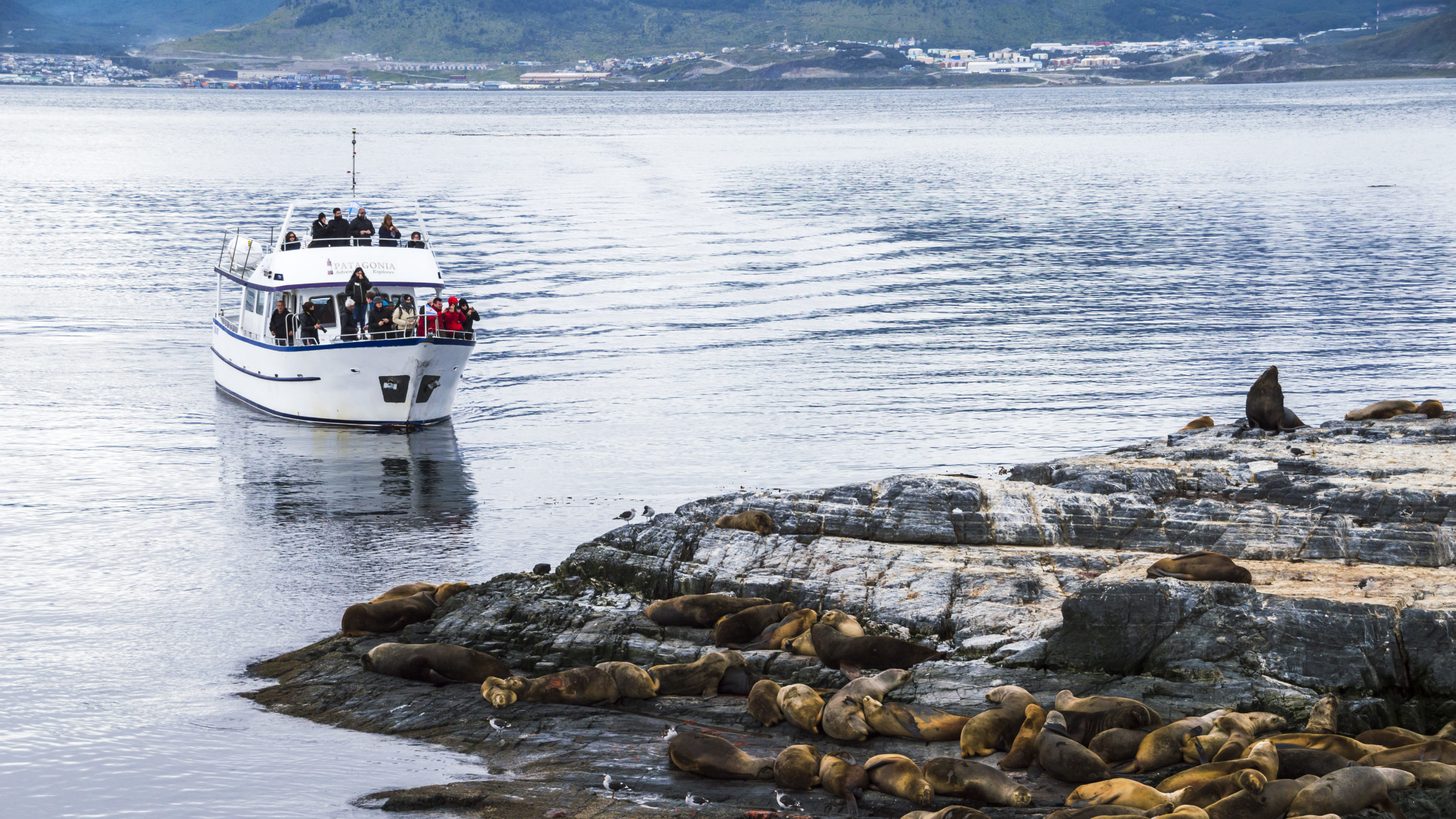 rondreis Argentinië, Ushuaia, Pinguïns, excursie zeehonden