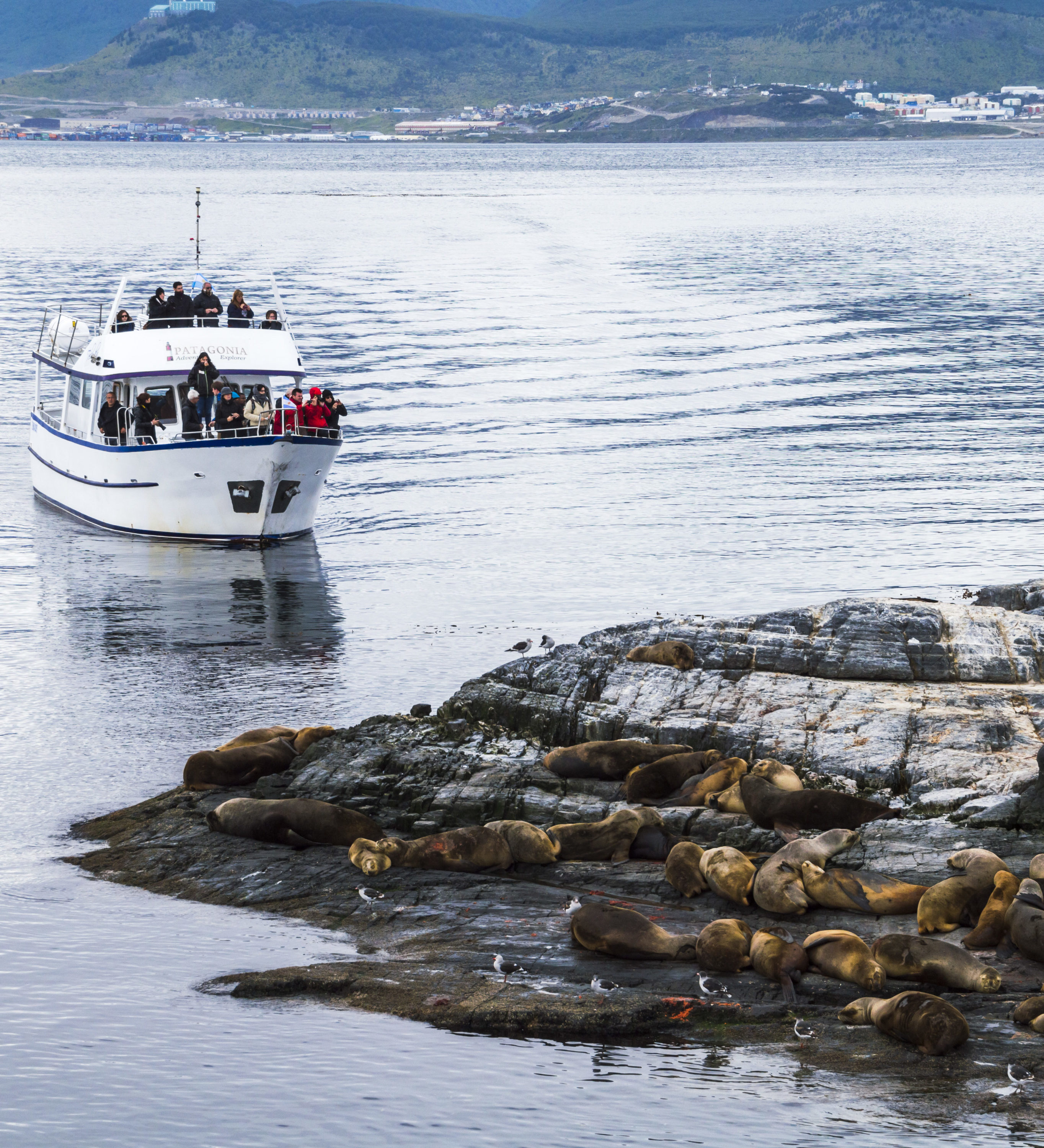 Argentinie-Ushuaia-boot-Excursie-zeehonden-3-scaled-aspect-ratio-382-420