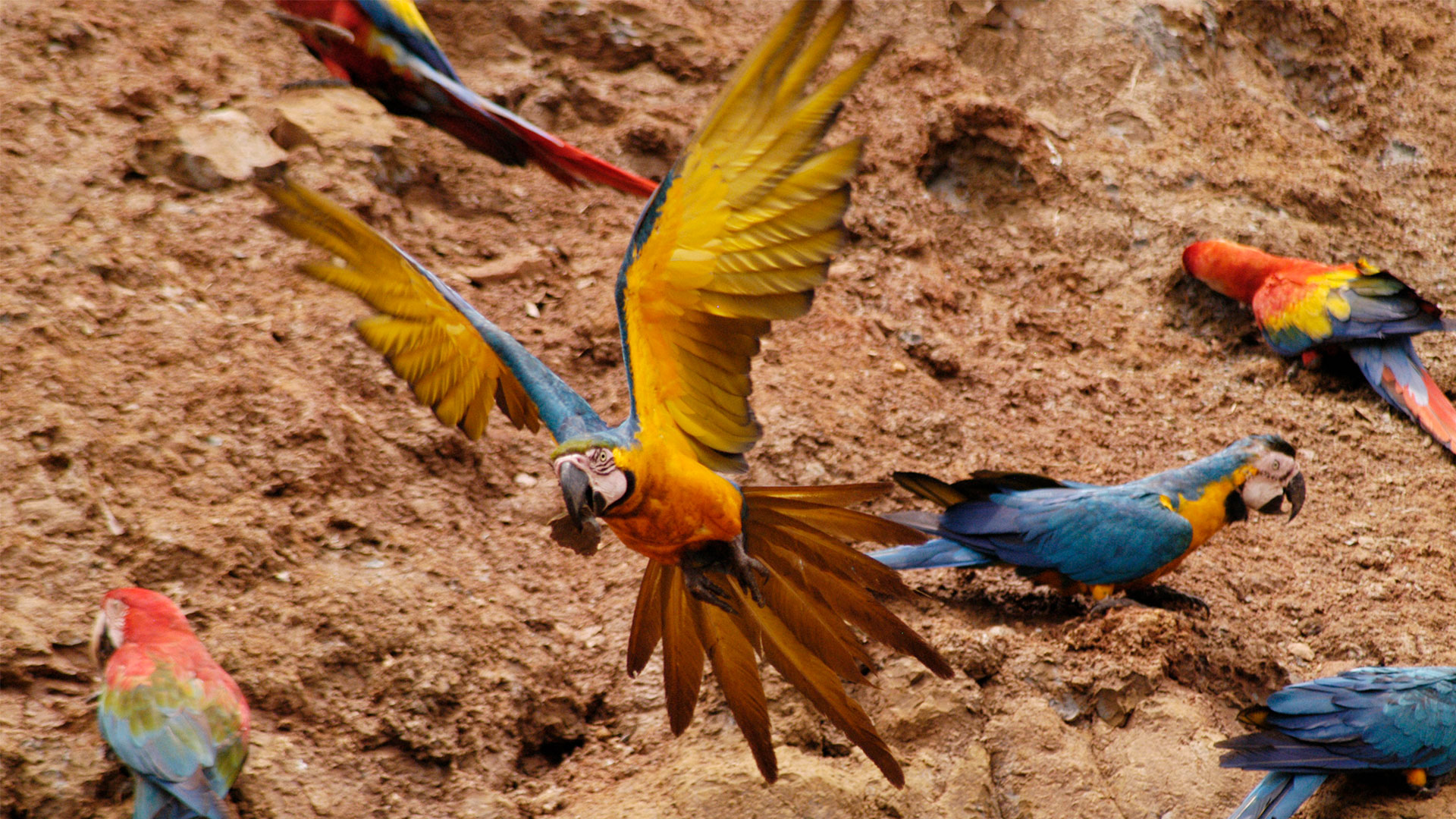 rondreis peru - amazone jungle - Colorado Clay Lick