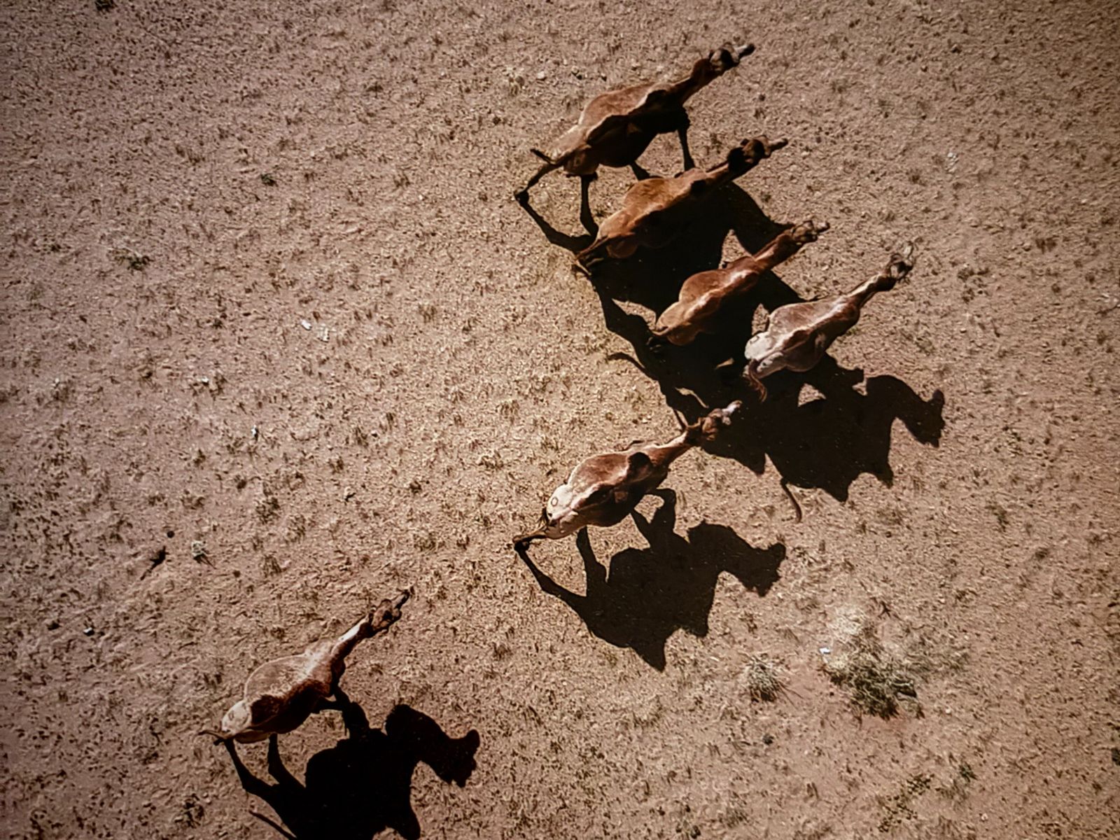 Foto medewerker, Sandy, Mongolia, bovenaanzicht van dieren in het zand