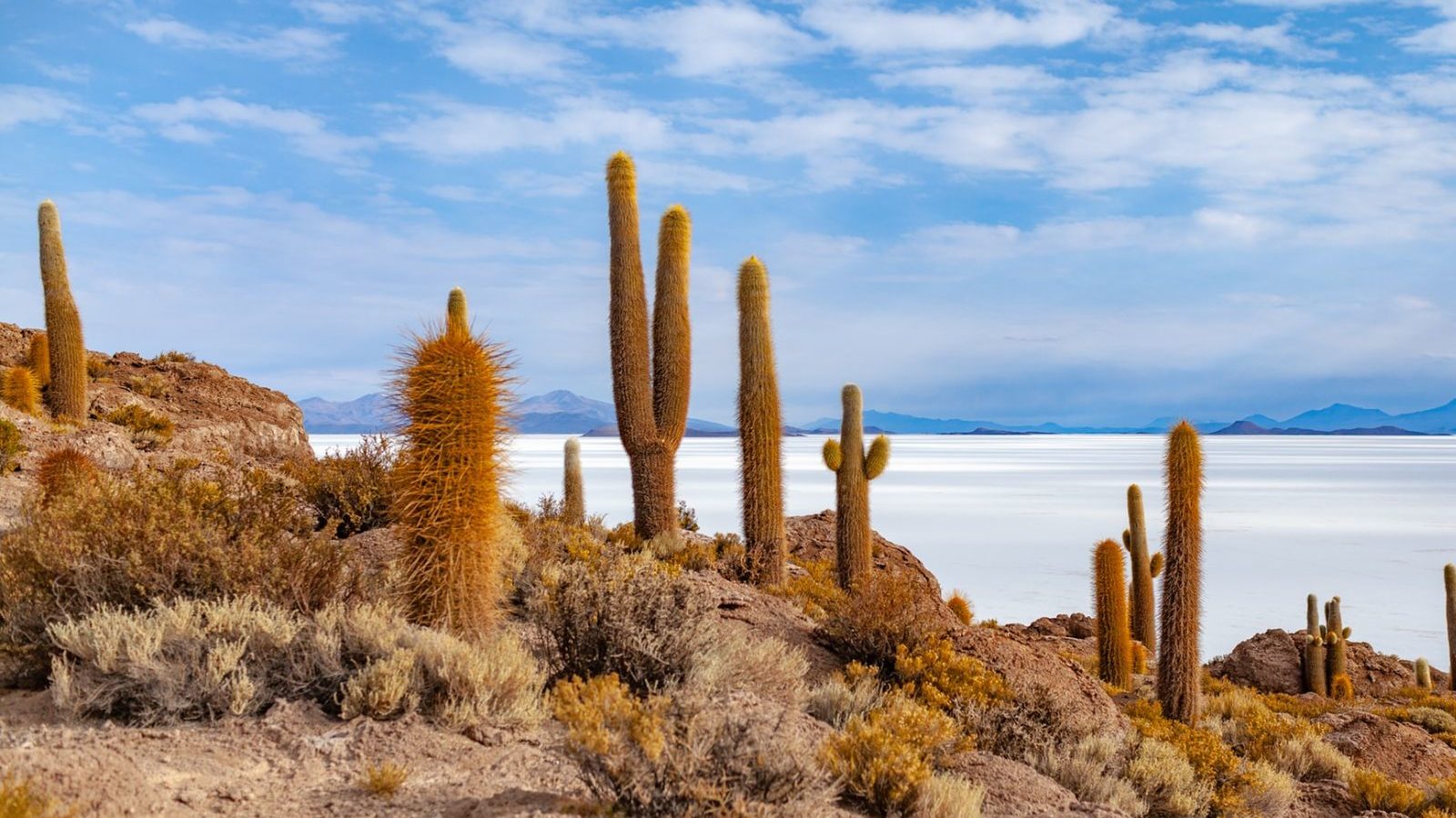 Rondreis Bolivia, Uyuni, zouvlaktes cactussen met uitzicht
