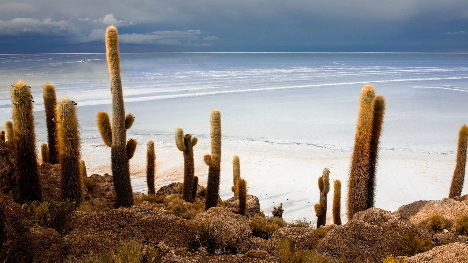 Rondreis Bolivia, Uyuni zoutvlaktes, cactussen met uitzicht op de zoutvlaktes