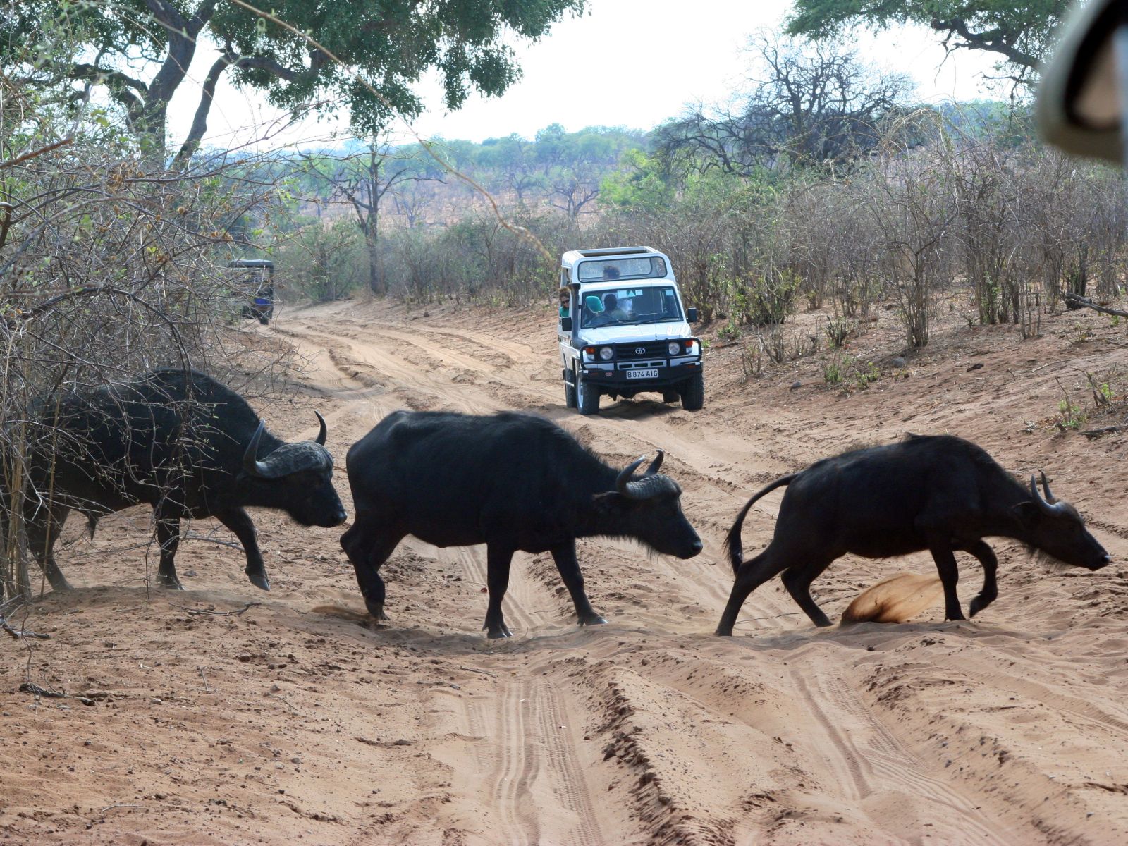 Rondreis Botswana, Chobe National Park, buffalo's steken de weg over