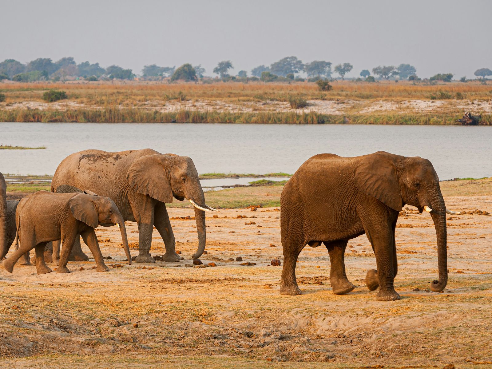 Rondreis Botswana, Chobe National Park, olifanten lopen langs een waterplaats