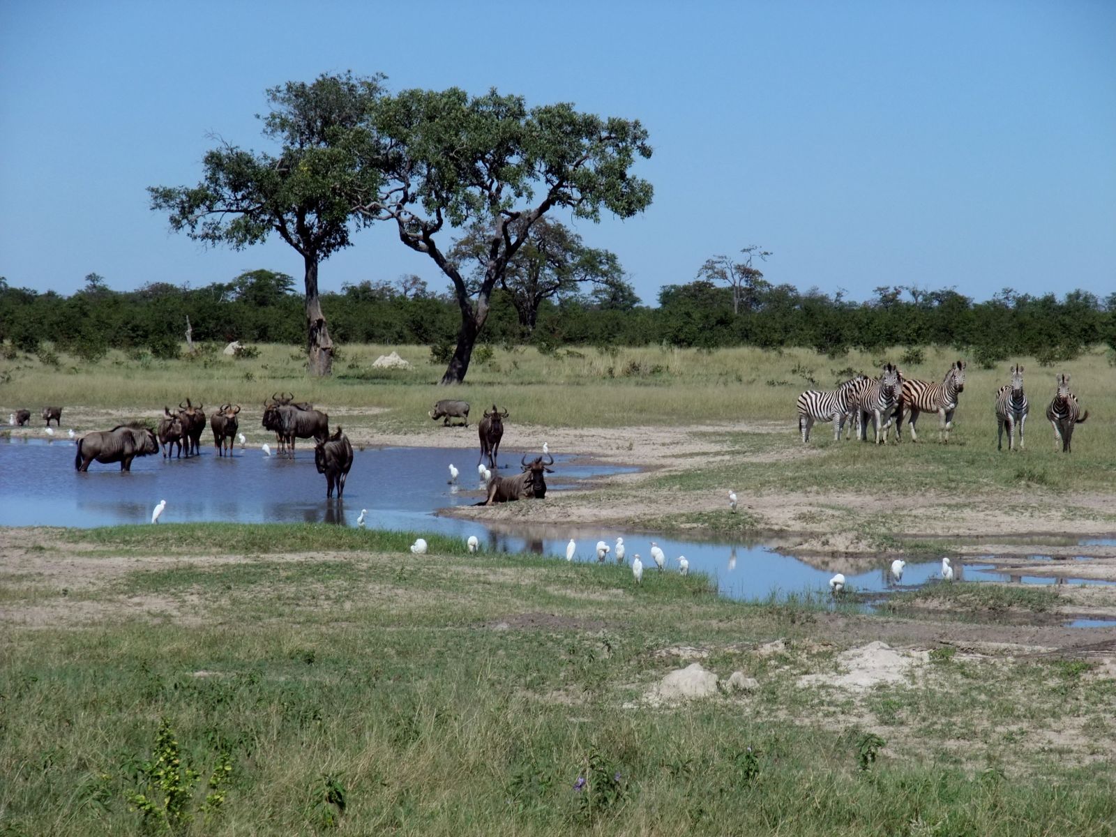 Rondreis Botswana, Chobe National Park, verschillende dieren bij de waterplaats