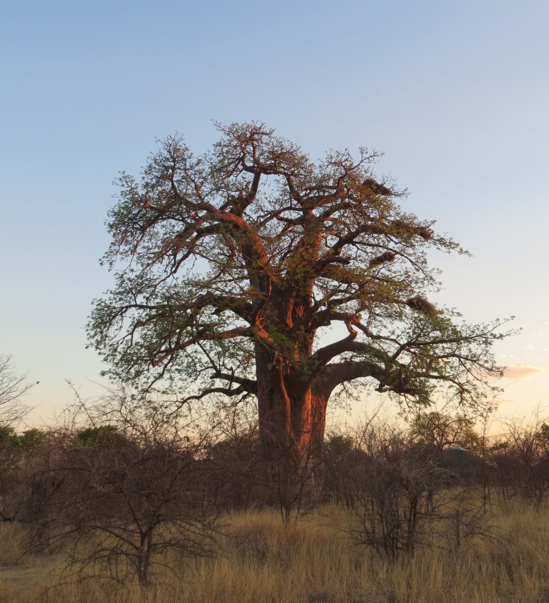 Rondreis Botswana, Gweta, boom in vallei