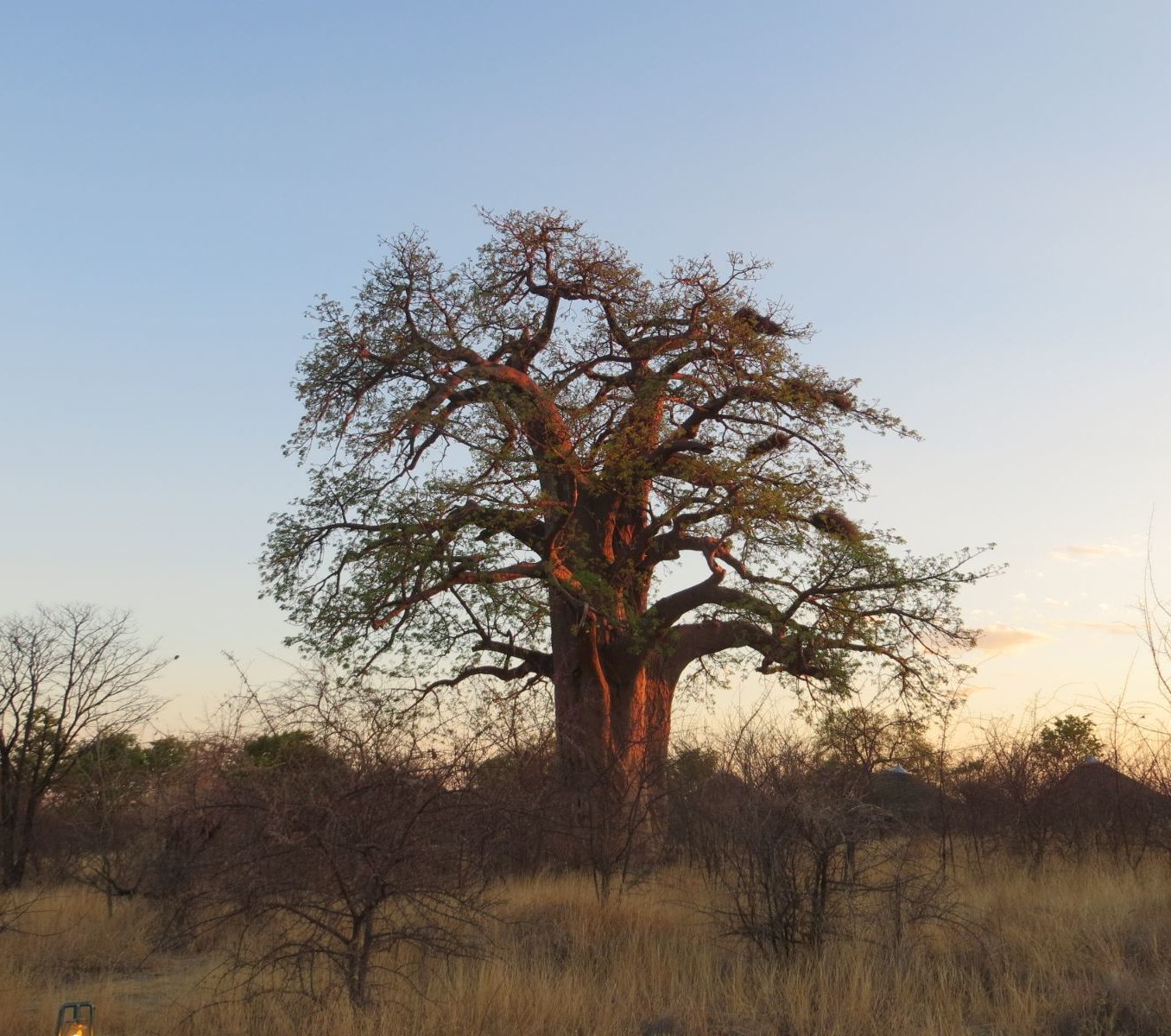 Rondreis Botswana, Gweta, boom in vallei