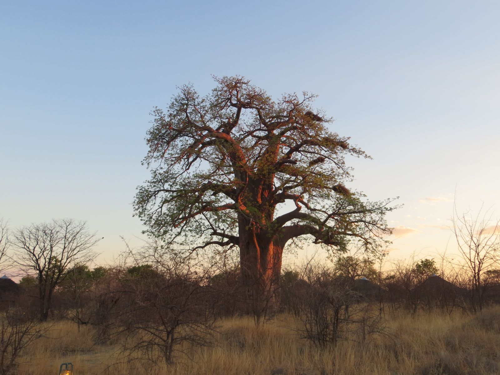 Rondreis Botswana, Gweta, boom in vallei
