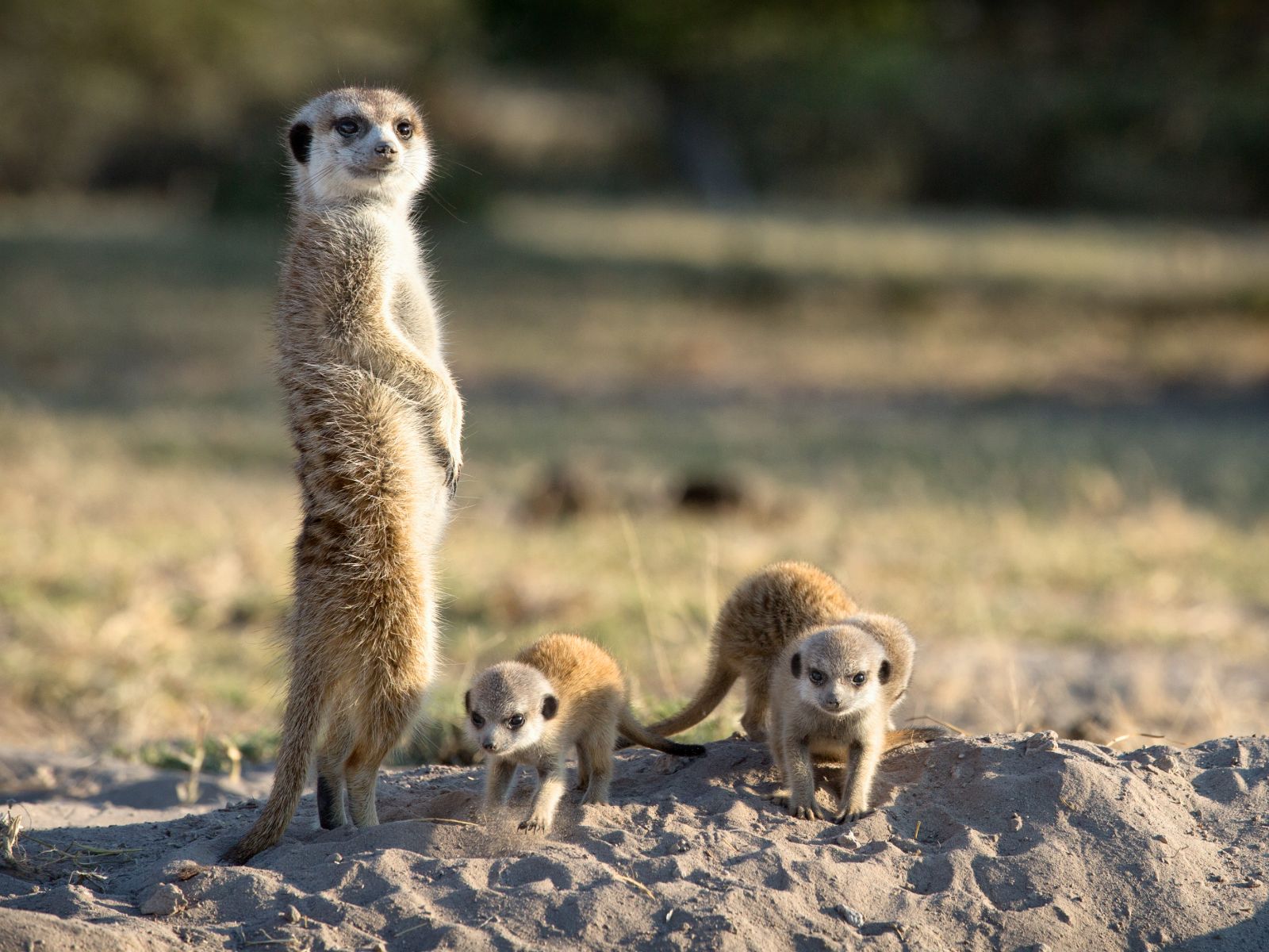 Rondreis Botswana, Gweta, stokstaartjes