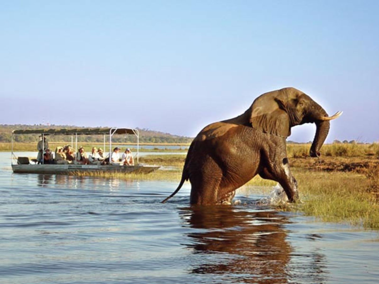 Rondreis Botswana, Kasane, boot safari met een olifant in het water