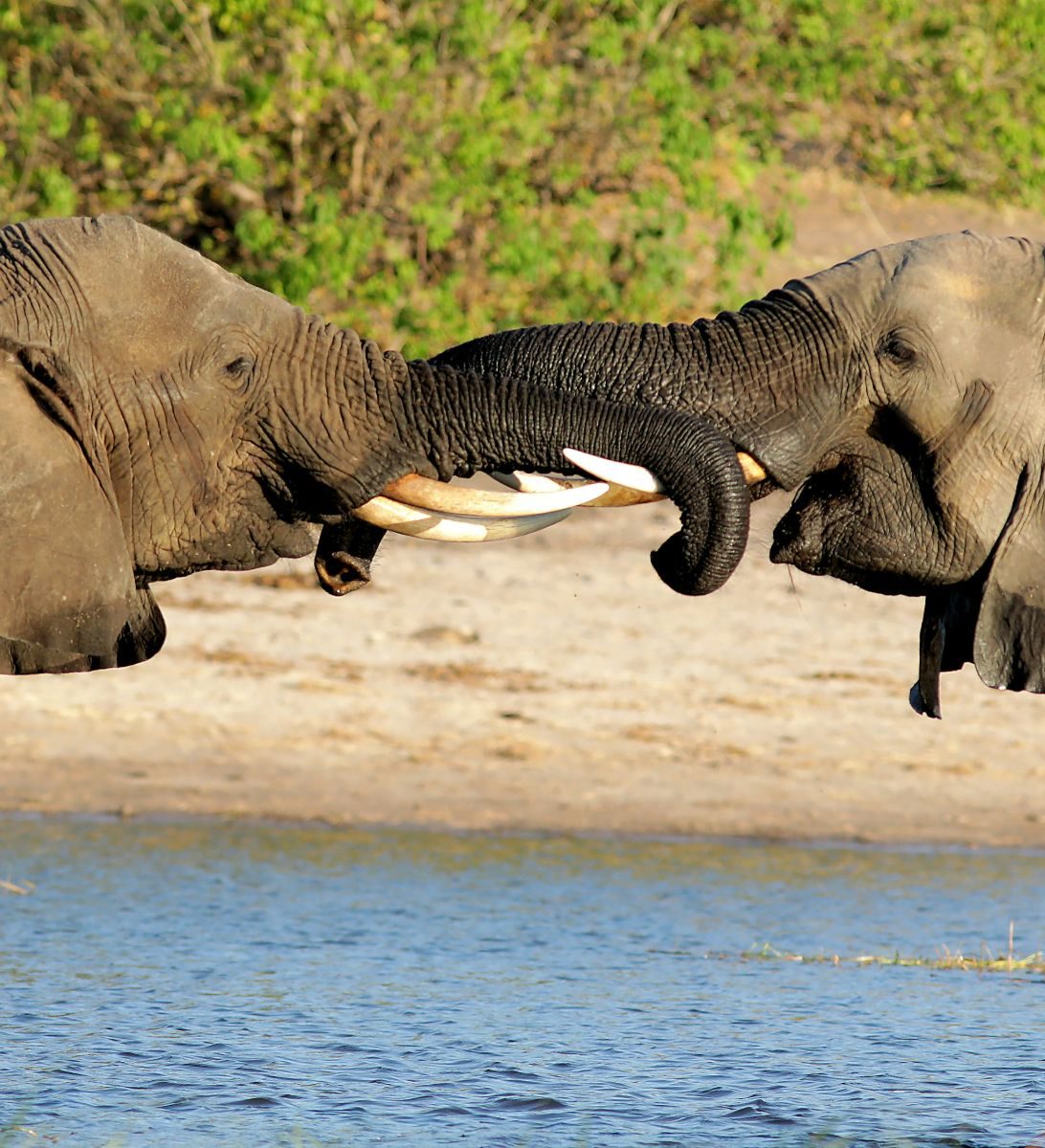 Rondreis Botswana, Kasane, twee olifanten in het water met slurfen aan elkaar