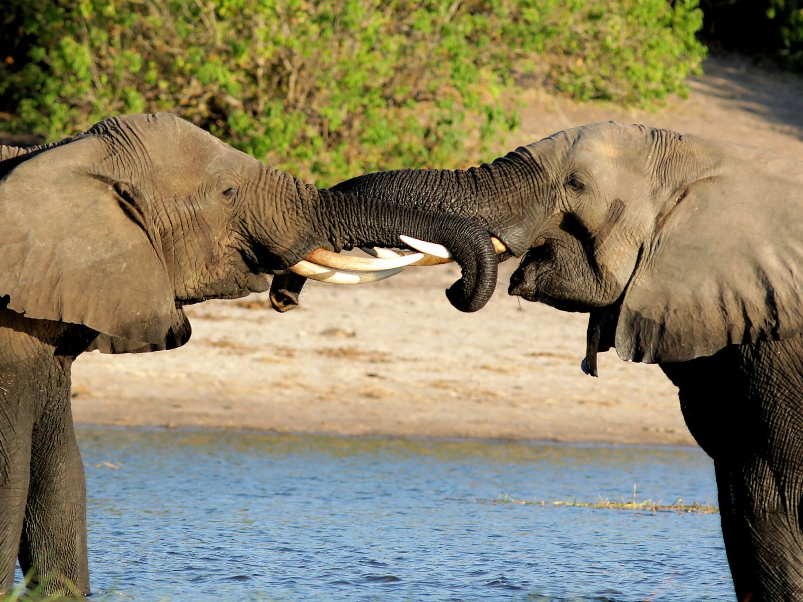 Rondreis Botswana, Kasane, twee olifanten in het water met slurfen aan elkaar