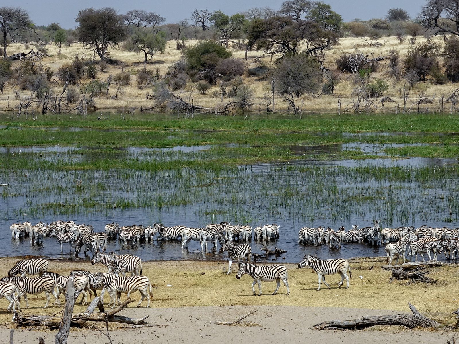Rondreis Botswana, Makgadikgadi, Makgadikgadi National Park, Kudde zebra's bij water