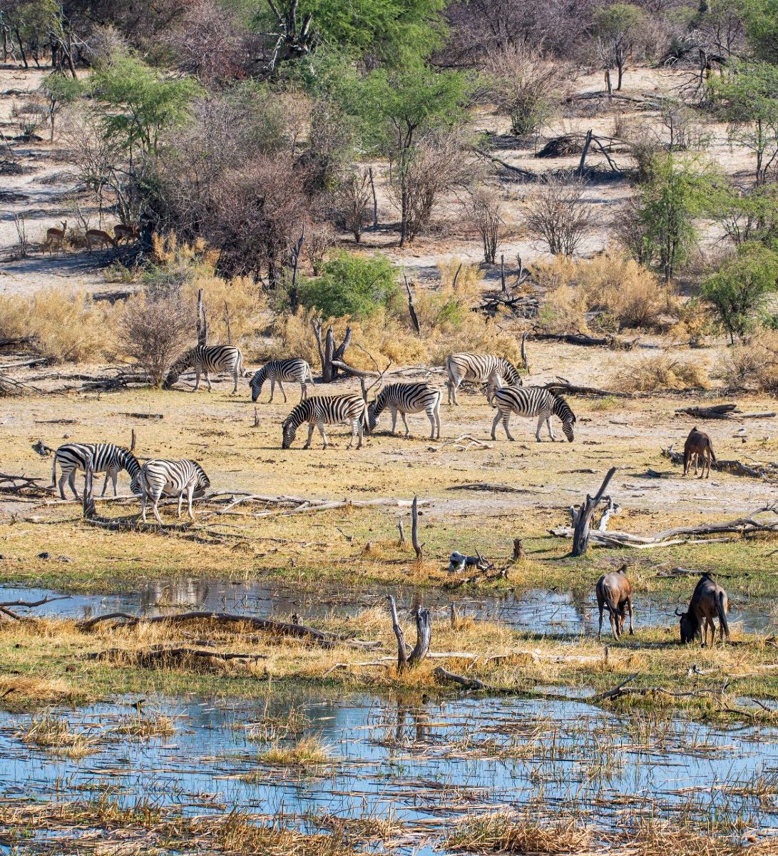 Rondreis Botswana, Makgadikgadi, Makgadikgadi National Park, Kudde zebra's en gnoes