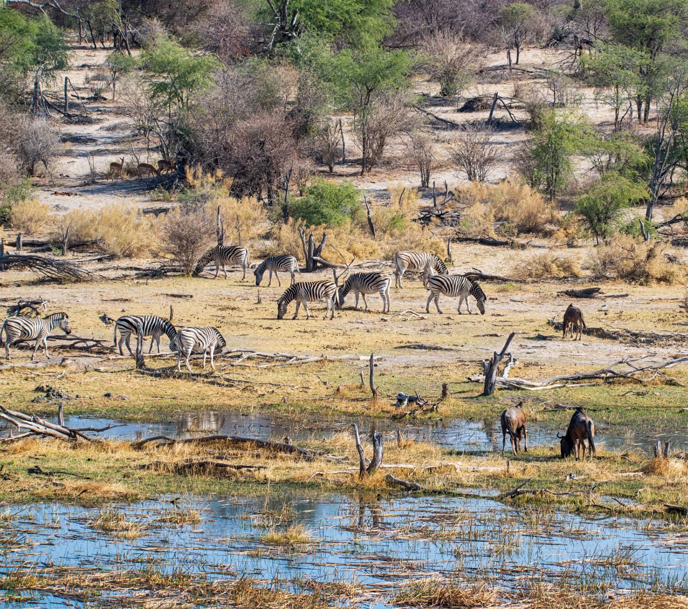 Rondreis Botswana, Makgadikgadi, Makgadikgadi National Park, Kudde zebra's en gnoes