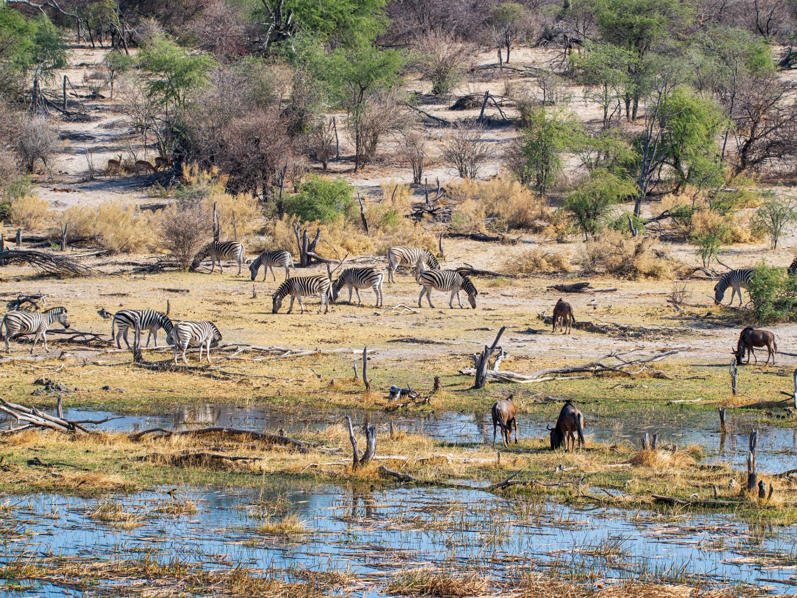 Rondreis Botswana, Makgadikgadi, Makgadikgadi National Park, Kudde zebra's en gnoes