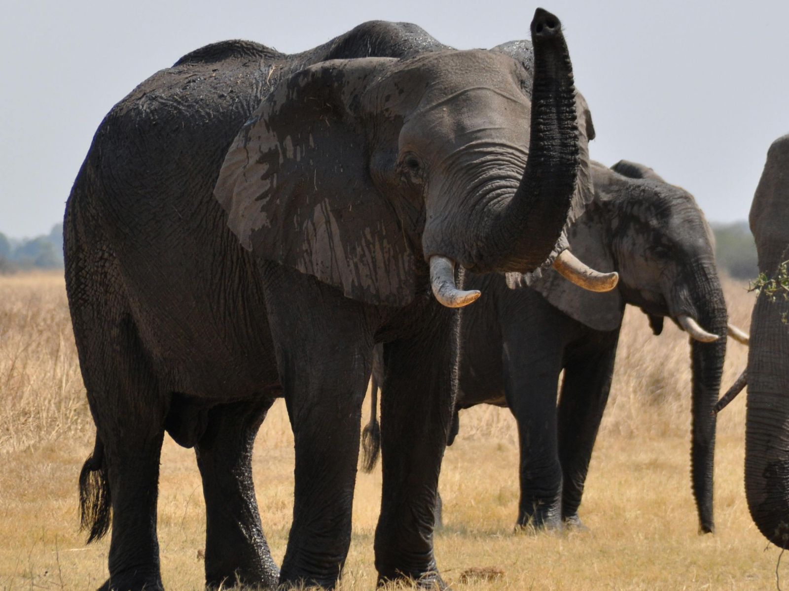 Rondreis Botswana, Maun, twee olifanten