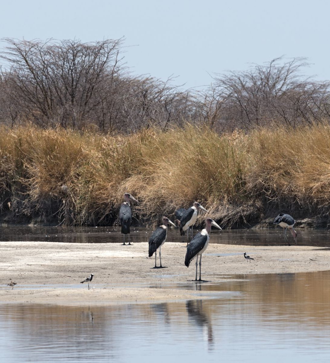 Rondreis Botswana, Nata, Marabou storks op de Nata rivier in de Nata