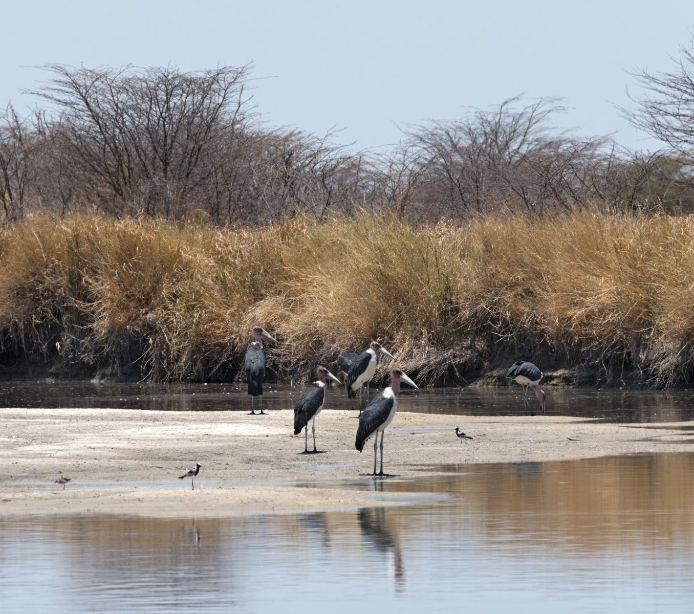 Rondreis Botswana, Nata, Marabou storks op de Nata rivier in de Nata