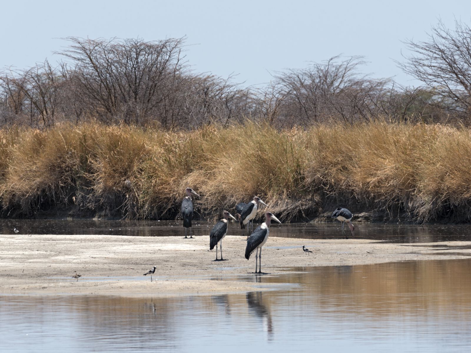Rondreis Botswana, Nata, Marabou storks op de Nata rivier in de Nata