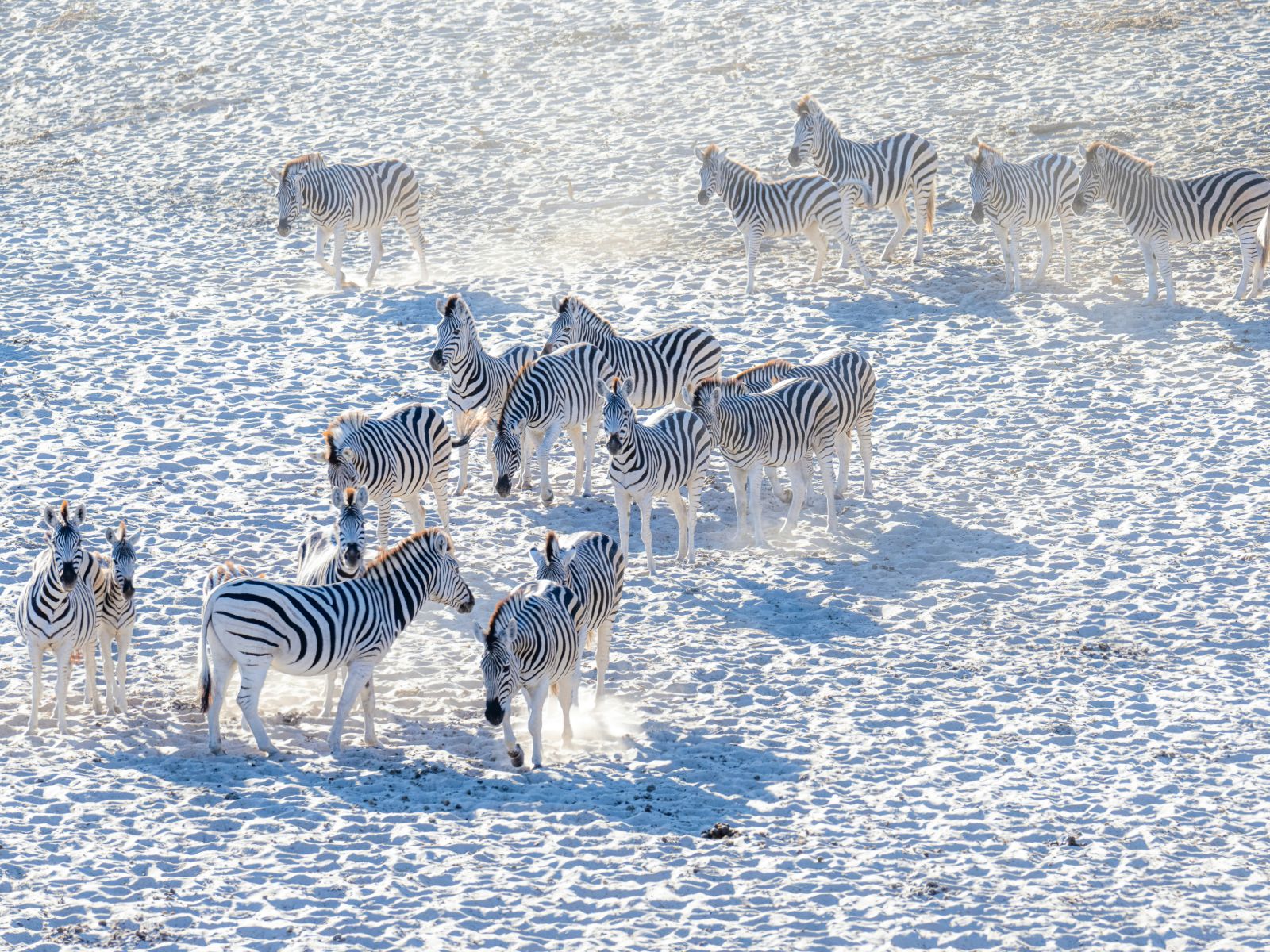 Rondreis Botswana, Nata, Zebra's op wit zand