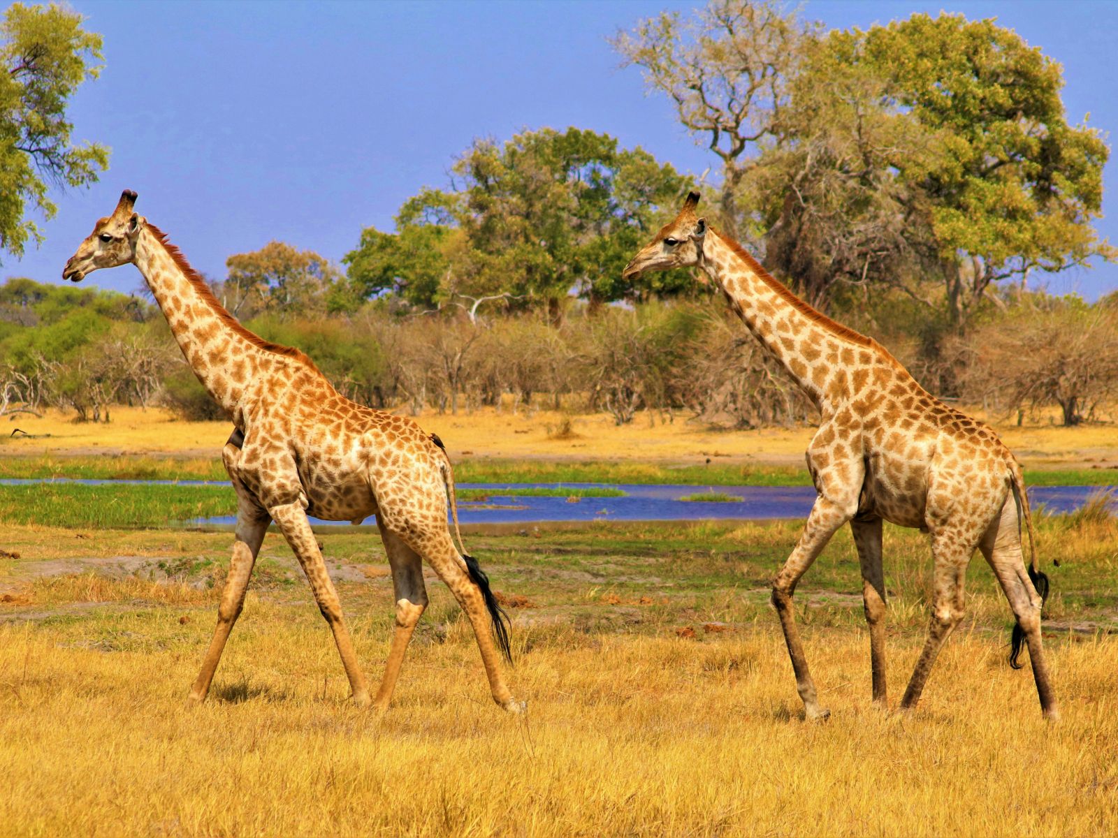 Rondreis Botswana, Okavango Delta, giraffen in het landschap