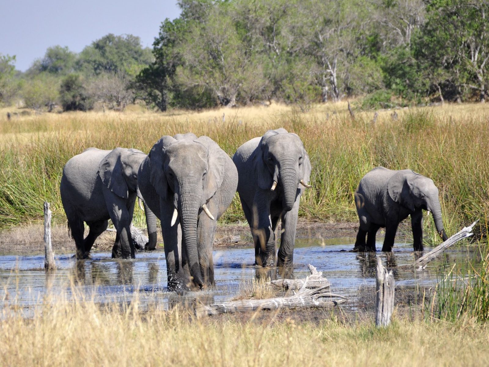 Rondreis Botswana, Okavango Delta, olifanten in het water