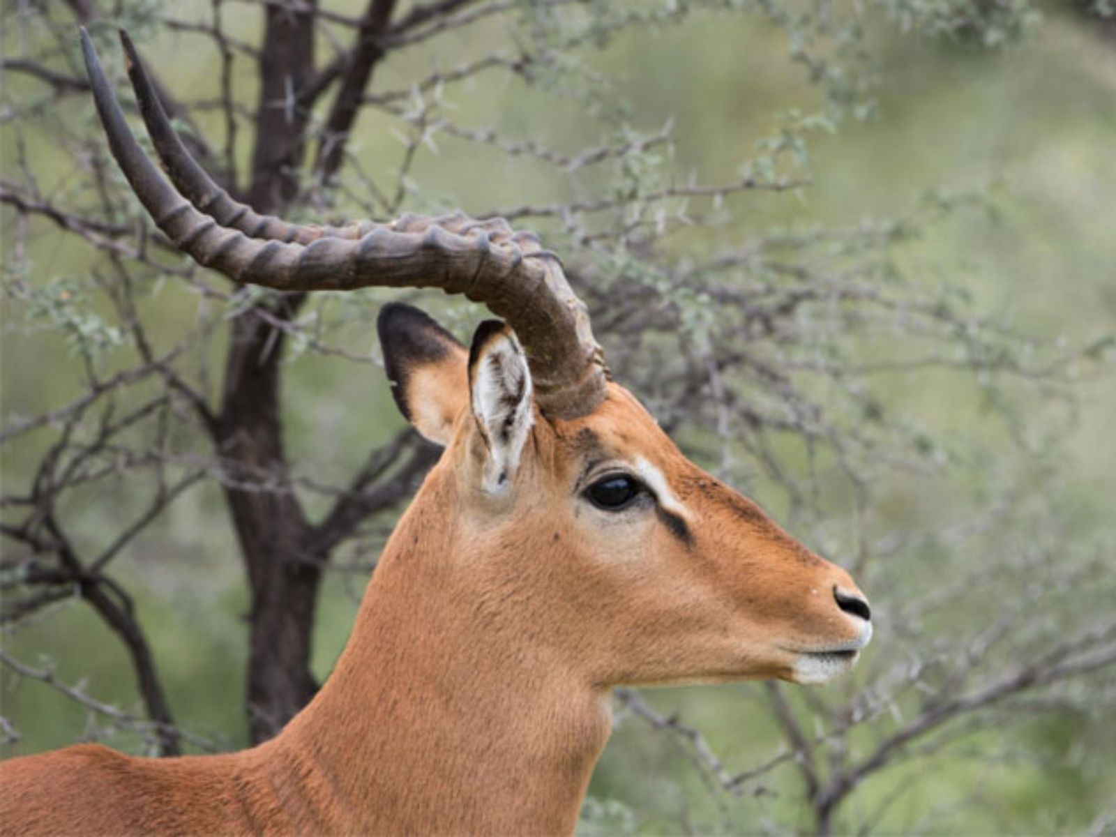 Rondreis Botswana, Serowe, Bok, hert