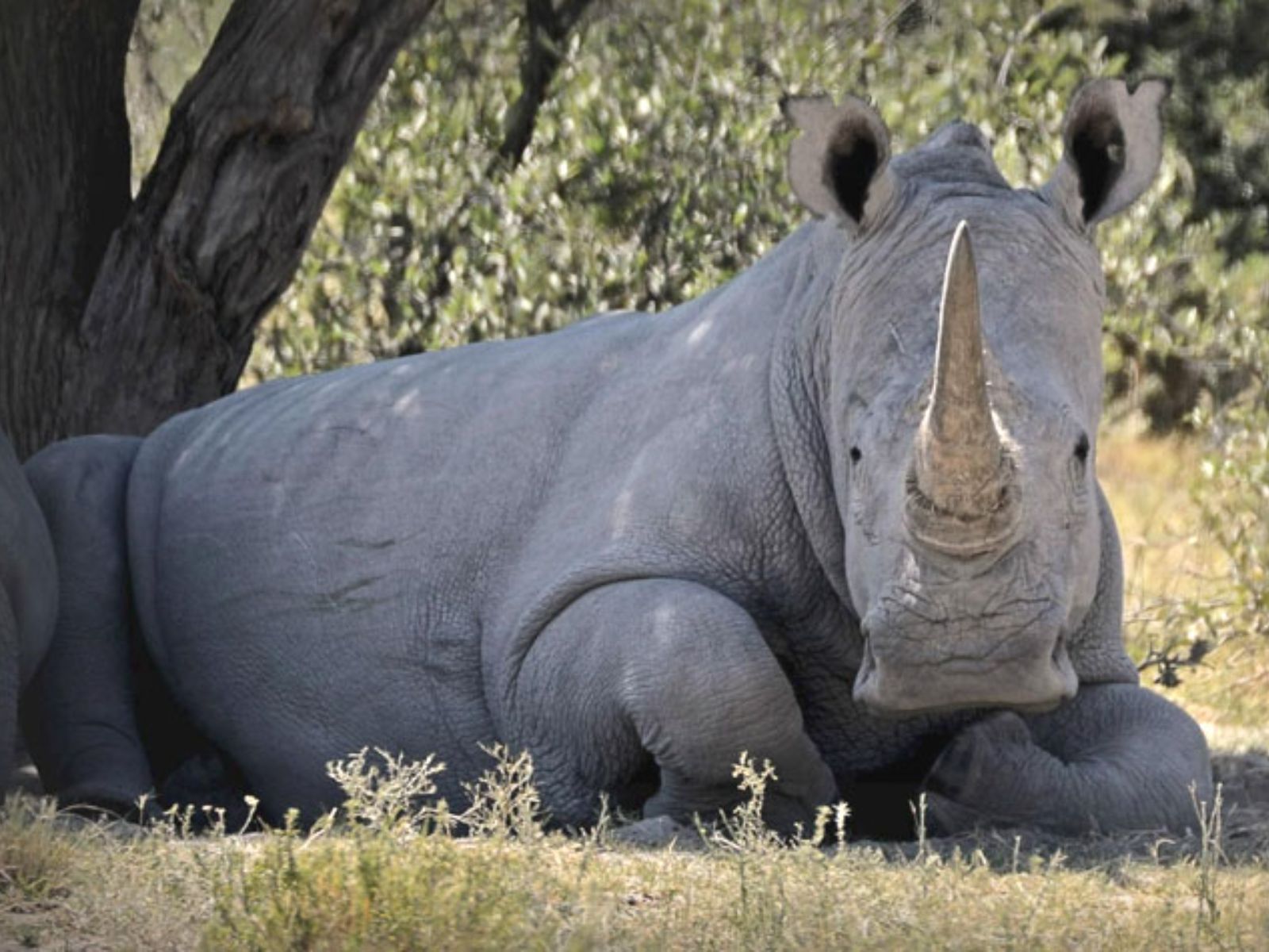 Rondreis Botswana, Serowe, neushoorn